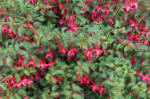 Masses of Fuchsia flowers - red and violet